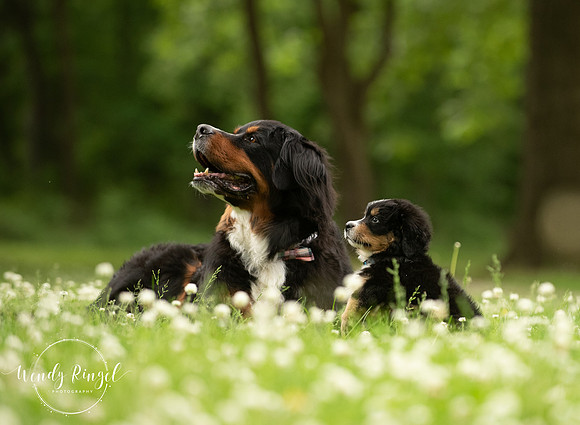 Bernese Mountain Dog puppy